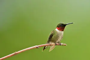 Seasonal Resident Prints: Ruby throated hummingbird (Archilochus colubris) Male, Greater Sudbury, Ontario, Canada