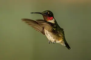 Attracting Wildlife Prints: ruby-throated hummingbird (Archilochus colubris) Male, Greater Sudbury, Ontario, Canada
