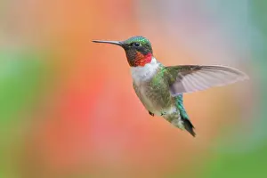 Simcoe County Prints: Ruby-throated Hummingbird (Archilochus colubris) male