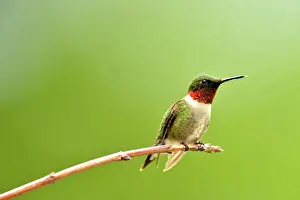 Backyards Prints: Ruby throated hummingbird (Archilochus colubris) Male, Greater Sudbury, Ontario, Canada