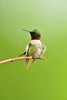 Backyards Prints: Ruby throated hummingbird (Archilochus colubris) Male, Greater Sudbury, Ontario, Canada