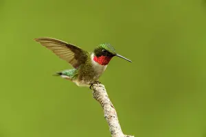 Landing Prints: Ruby-throated Hummingbird (Archilochus colubris) Male perched near feeder