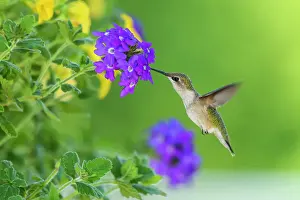 Ruby throated hummingbird (Archilochus colubris) Nectaring garden flowers, Greater Sudbury, Ontario, Canada