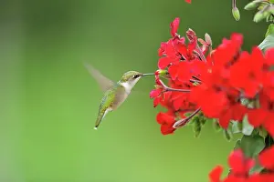 Suburban Prints: Ruby throated hummingbird (Archilochus colubris) Nectaring geranium flowers on residential deck