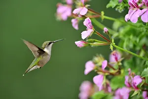 Suburban Prints: Ruby throated hummingbird (Archilochus colubris) Nectaring geranium flowers on residential deck