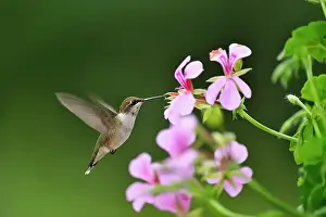 Suburban Prints: Ruby throated hummingbird (Archilochus colubris) Nectaring geranium flowers on residential deck