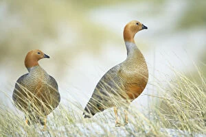 Images Dated 11th July 2013: Ruddy-headed geese in grass, Sea Lion Island, Falkland Islands, South America