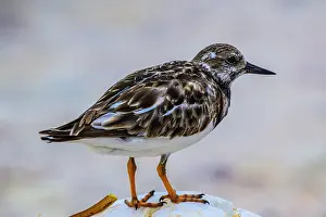 Sand Beach Prints: Ruddy turnstone (Arenaria interpres) Foraging along the beach
