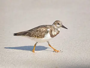 Fine Art Prints: Ruddy Turnstone (Arenaria interpres) in winter plumage