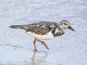 Ruddy Turnstone (Arenaria interpres) in winter plumage, Grand Cayman, Cayman Islands, British West Indies