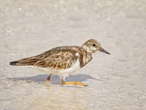 Fine Art Prints: Ruddy Turnstone (Arenaria interpres) in winter plumage