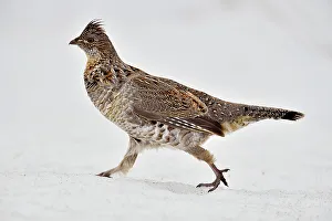 Backyards Prints: Ruffed grouse (Bonasa umbellus), Greater Sudbury, Ontario, Canada