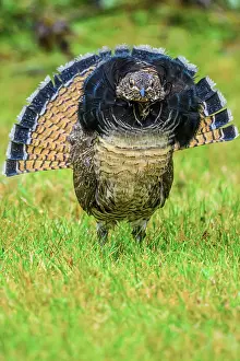 Woodlands Prints: Ruffed grouse (Bonasa umbellus) Displaying male on a lawn in autumn