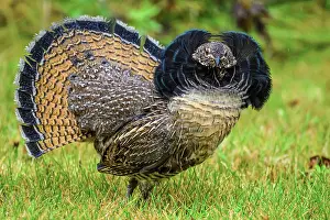 Woodlands Prints: Ruffed grouse (Bonasa umbellus) Displaying male on a lawn in autumn