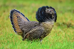 Woodlands Prints: Ruffed grouse (Bonasa umbellus) Displaying male on a lawn in autumn