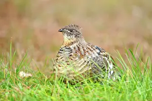 Suburban Prints: Ruffed grouse (Bonasa umbellus) Eating vegetation on a lawn