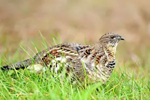 Suburban Prints: Ruffed grouse (Bonasa umbellus) Eating vegetation on a lawn