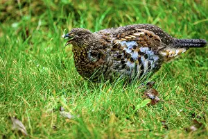 Woodlands Prints: Ruffed grouse (Bonasa umbellus) Foraging for vegetation in a residential backyard