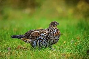 Woodlands Prints: Ruffed grouse (Bonasa umbellus) Foraging for vegetation in a residential backyard
