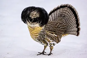 Gamebirds Prints: Ruffed grouse (Bonasa umbellus) Male displaying in early spring