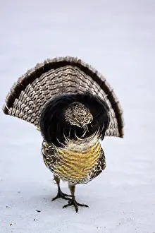 Gamebirds Prints: Ruffed grouse (Bonasa umbellus) Male displaying in early spring