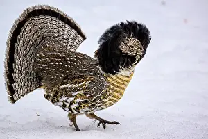 Gamebirds Prints: Ruffed grouse (Bonasa umbellus) Male displaying in early spring