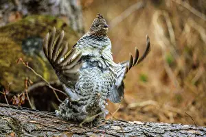 Backyards Prints: Ruffed grouse (Bonasa umbellus) Male on woodland drumming log