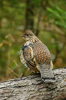 Territorial Display Displaying Prints: Ruffed grouse (Bonassa umbellus)