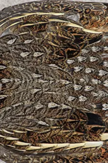 Backyards Prints: Ruffed grouse (Bonassa umbellus) Feather detail in a dead specimen