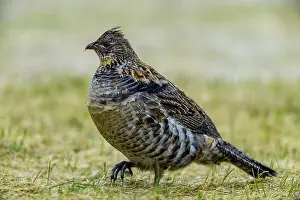 Backyard Suburban Prints: Ruffed grouse (Bonassa umbellus) foraging on an early spring lawn