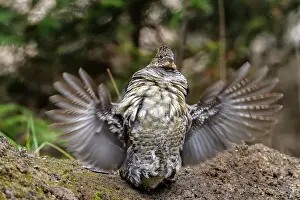 Backyards Prints: Ruffed grouse (Bonassa umbellus) Male drumming behaviour in spring