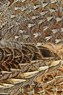 Backyards Prints: Ruffed grouse (Bonassa umbellus) plumage, Greater Sudbury, Ontario, Canada