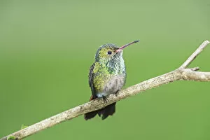 Watching Gallery: Rufous-tailed hummingbird (Amazilia tzacatl) on branch, Costa Rica