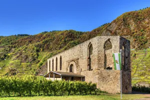 Vine Prints: Ruin of Cloister Stuben with Calmont vineyard at fall, Bremm, Rhineland-Palatinate