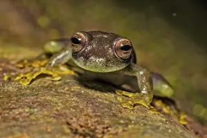 Frogs Prints: Rulyrana saxiscandens is aspecies of glass frog endmeic to the Tarapoto region of Peru