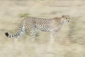Big Cat Gallery: Running cheetah, Serengeti, Tanzania, Africa