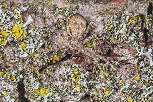 Insects Prints: Running Crab Spider (Philodromus rufus), Thornton, Ontario, Canada