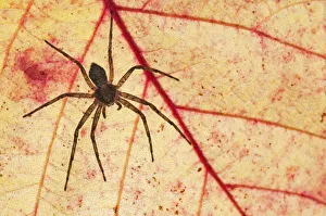 A Running Crab Spiders (Philodromus sp.) photographed in backlight with autumn colors A Running Crab Spiders (Philodromus sp.) photographed in backlight with autumn colors