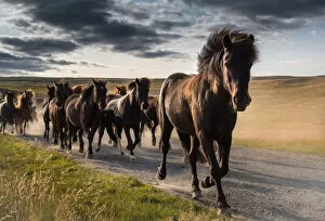 Images Dated 29th July 2021: Running icelandic horses, Iceland