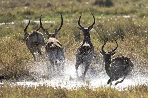 Running Lechwe, Okavango Delta, Botswana