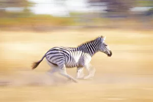 Images Dated 17th June 2020: Running Zebra, Okavango Delta, Botswana