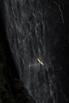 Ruppell's vulture (Gyps rueppelli), also called Ruppell's griffon vulture in front of Jinbar waterfalls, Simien Mountains National Park, Ethiopia