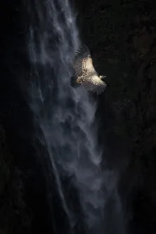 Ruppell's vulture (Gyps rueppelli), also called Ruppell's griffon vulture in front of Jinbar waterfalls, Simien Mountains National Park, Ethiopia