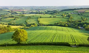 Rural English summer countryside scenes near Stockleigh Pomeroy, Devon, England. Summer