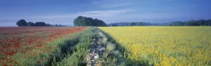 Avon Prints: Rural landscape
