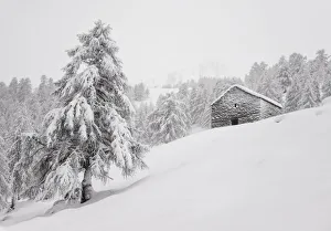 Valgerola Prints: Rural pasture under the snow at Alpe Olano, Valgerola, Valtellina, Lombardy, Italy, Alps