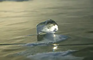 Siberia Prints: Russia, Siberia, Baikal; An ice cube formed on the surface of frozen Lake Baikal