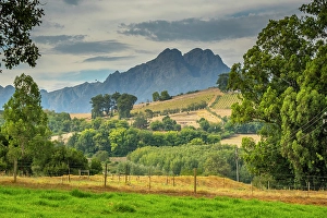 Cape Winelands Prints: Rustenberg Wine Estate, Stellenbosch, Western Cape, South Africa