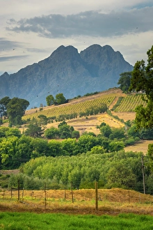 Cape Winelands Prints: Rustenberg Wine Estate, Stellenbosch, Western Cape, South Africa