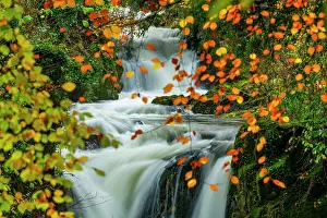 Cascade Prints: Rydal Beck in Autumn, Lake District National Park, Cumbria, England